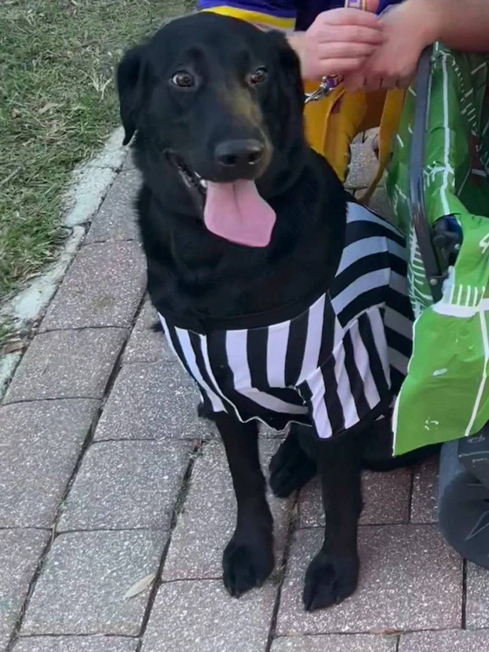 Dog referee costume